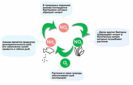 Ciclul de nitrați în acvariu - o informație importantă pentru începători