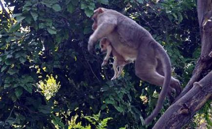 Maimuța a adoptat catelul și are grijă de el, ca și cum ar fi fost în cubul lui (9 fotografii)