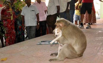 Maimuța a adoptat catelul și are grijă de el, ca și cum ar fi fost în cubul lui (9 fotografii)