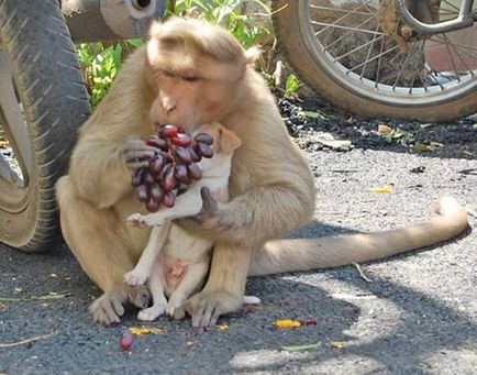 Monkey elfogadott egy kiskutya, és vigyázni rá, mint a saját kölyköt (9 fotó)