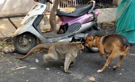 Maimuța a adoptat catelul și are grijă de el, ca și cum ar fi fost în cubul lui (9 fotografii)