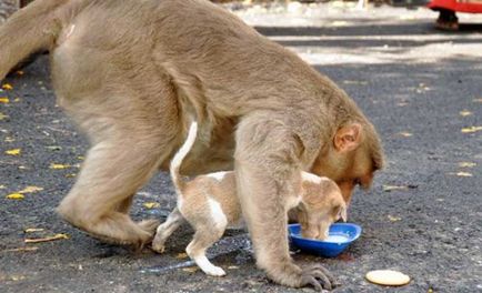 Мавпа всиновила цуценя і піклується про нього, як про власне дитинча (9 фото)