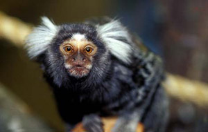Мавпочка - ігрунка - це одна з найдивовижніших мавп з нині живих на землі