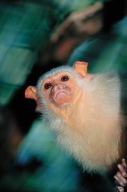 Мавпочка - ігрунка - це одна з найдивовижніших мавп з нині живих на землі
