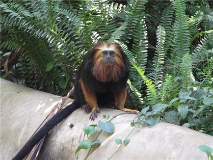 Maimuță - joc de noroc - aceasta este una dintre cele mai uimitoare maimuțe ale celor care trăiesc pe pământ