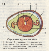 Образуването и структурата на яйцата