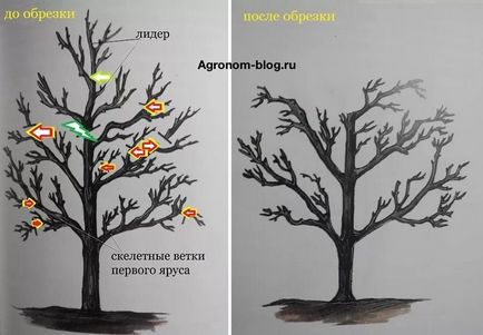 Обрізка черешні крок за кроком