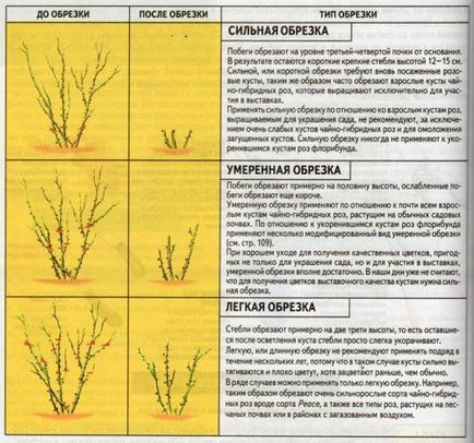 Rănirea trandafirilor pentru iarnă în toamnă este ca și cum ați face, când, dacă aveți nevoie și alte caracteristici pentru diferite tipuri