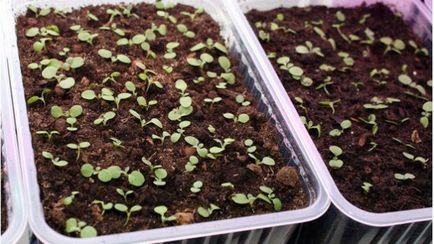 Obrietta sau aubrementa crescând din semințe, plantare și îngrijire în teren deschis