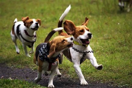 Áttekintés beagle kutyák leírás, ápolási, karbantartási és fotók a képviselői