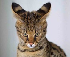 Áttekintés a rövid lábú tacskómacska fajták, a japán bobtail és egyéb