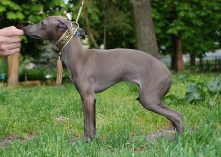 Огляд собак породи левретка (мала італійська хорт) стандарт, догляд і фото