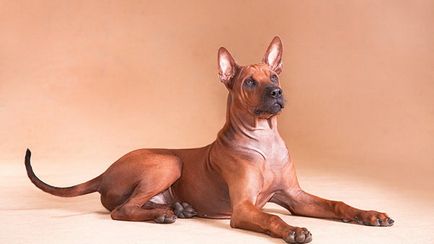 Prezentare generală a descrierii câinilor Thai Ridgeback, caracteristici ale conținutului, fotografii și recenzii