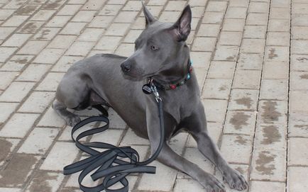 Prezentare generală a descrierii câinilor Thai Ridgeback, caracteristici ale conținutului, fotografii și recenzii