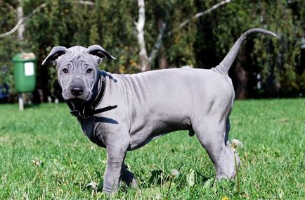 Prezentare generală a descrierii câinilor Thai Ridgeback, caracteristici ale conținutului, fotografii și recenzii