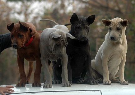 Prezentare generală a descrierii câinilor Thai Ridgeback, caracteristici ale conținutului, fotografii și recenzii