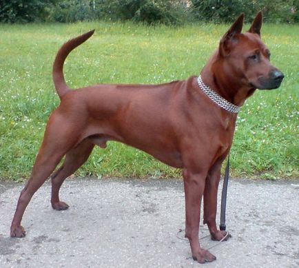 Prezentare generală a descrierii câinilor Thai Ridgeback, caracteristici ale conținutului, fotografii și recenzii