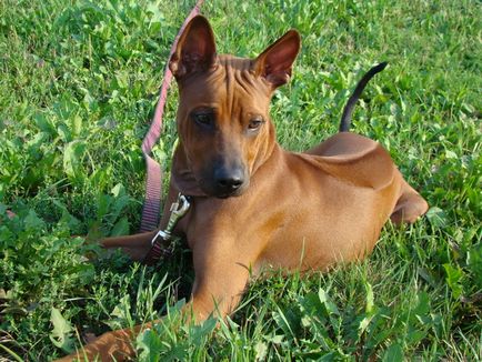 Prezentare generală a descrierii câinilor Thai Ridgeback, caracteristici ale conținutului, fotografii și recenzii