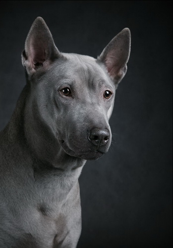 Prezentare generală a descrierii câinilor Thai Ridgeback, caracteristici ale conținutului, fotografii și recenzii