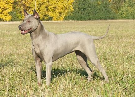 Prezentare generală a descrierii câinilor Thai Ridgeback, caracteristici ale conținutului, fotografii și recenzii