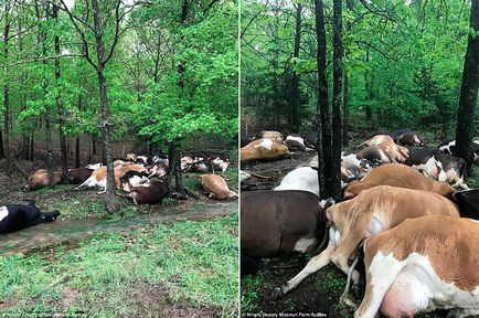 Один удар блискавки вбив 32 корови