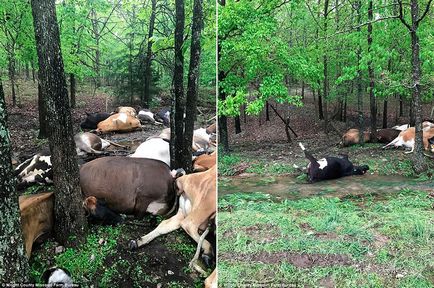 Один удар блискавки вбив 32 корови