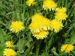 Dandelion officinalis, ierburi, rădăcini de păpădie, plante