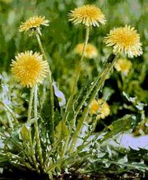 Dandelion officinalis, ierburi, rădăcini de păpădie, plante