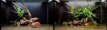 akvárium tervezés - a kontraszt kövek - 100 liter akvárium dekoráció