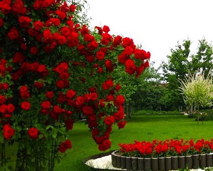Despre regina grădinilor de trandafiri - la nota specialiștilor, grădina superioară