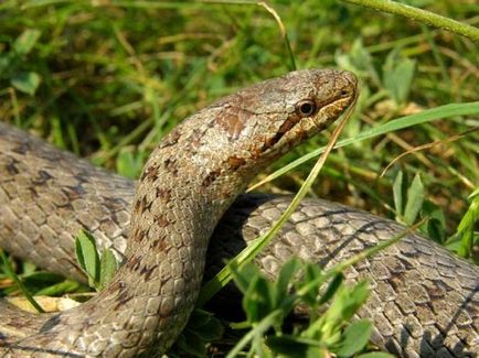 Függetlenül attól, hogy a személy veszélyes a kígyó „copperhead”