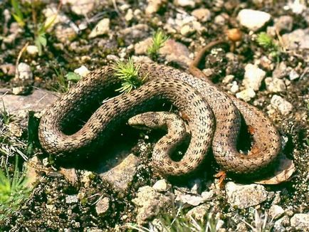 Függetlenül attól, hogy a személy veszélyes a kígyó „copperhead”