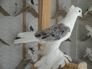 Опис бойних порід голубів особливості польоту, характеристика, зміст