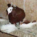 Leírás Tumblers szikla galambok repülési jellemzőit, tulajdonságait, tartalom