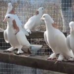 Descrierea raselor de porumbei de luptă, caracteristicile zborului, caracteristicile, conținutul