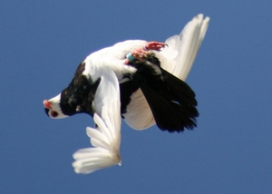 Опис бойних порід голубів особливості польоту, характеристика, зміст