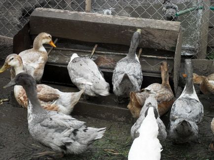 Опис качки фаворит відгуки, особливості розведення та вирощування з фото і відео