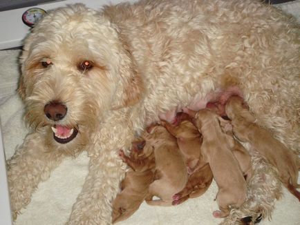 Descrierea naturii și aspectului Labradoodle