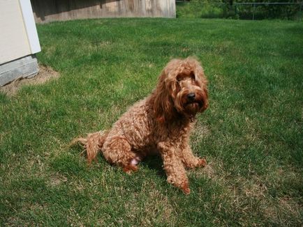 Descrierea naturii și aspectului Labradoodle