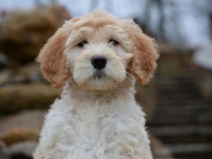 Descrierea naturii și aspectului Labradoodle