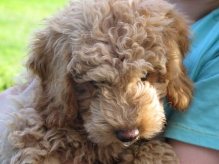 Descrierea naturii și aspectului Labradoodle