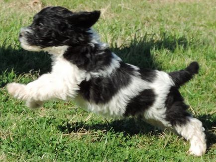 Descrierea naturii și aspectului Labradoodle