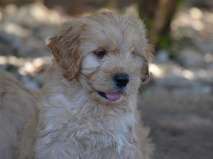 Jellegének leírása és megjelenése a Labradoodle