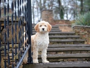 Descrierea naturii și aspectului Labradoodle