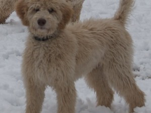 Descrierea naturii și aspectului Labradoodle