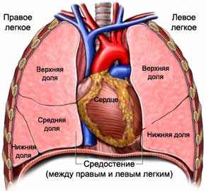 Пухлини середостіння - лікування раку в Ізраїлі, ізраїльський онкологічний центр №1