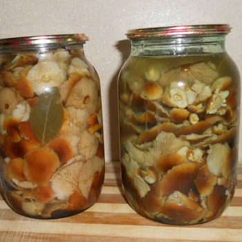 Опеньки на зиму в банках без оцту рецепти приготування грибів для домашніх заготовок