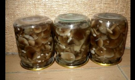 Опеньки на зиму в банках без оцту рецепти приготування грибів для домашніх заготовок