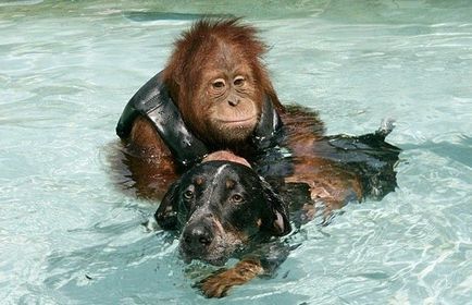 Orangutanul și câinele sau povestea unei prietenii