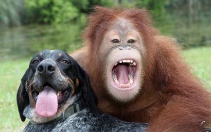 Orángután és egy kutya, vagy a történet egy barátság